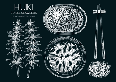 Hand-drawn hijiki sketches set. Sea vegetable drawings. Sea kale on chalkboard. Edible seaweed vector food illustration. Japanese cuisine dishes collection. Heathy eating ingredients
